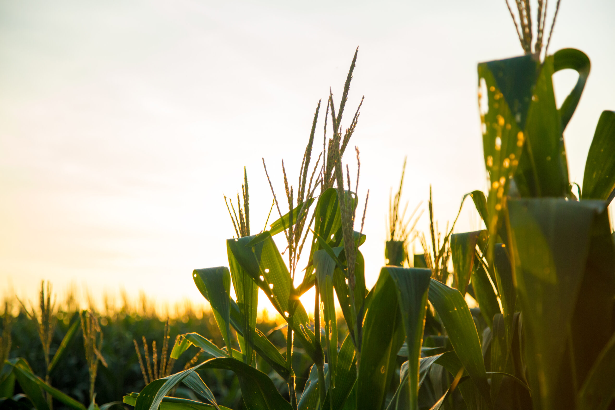 Corn Plantation