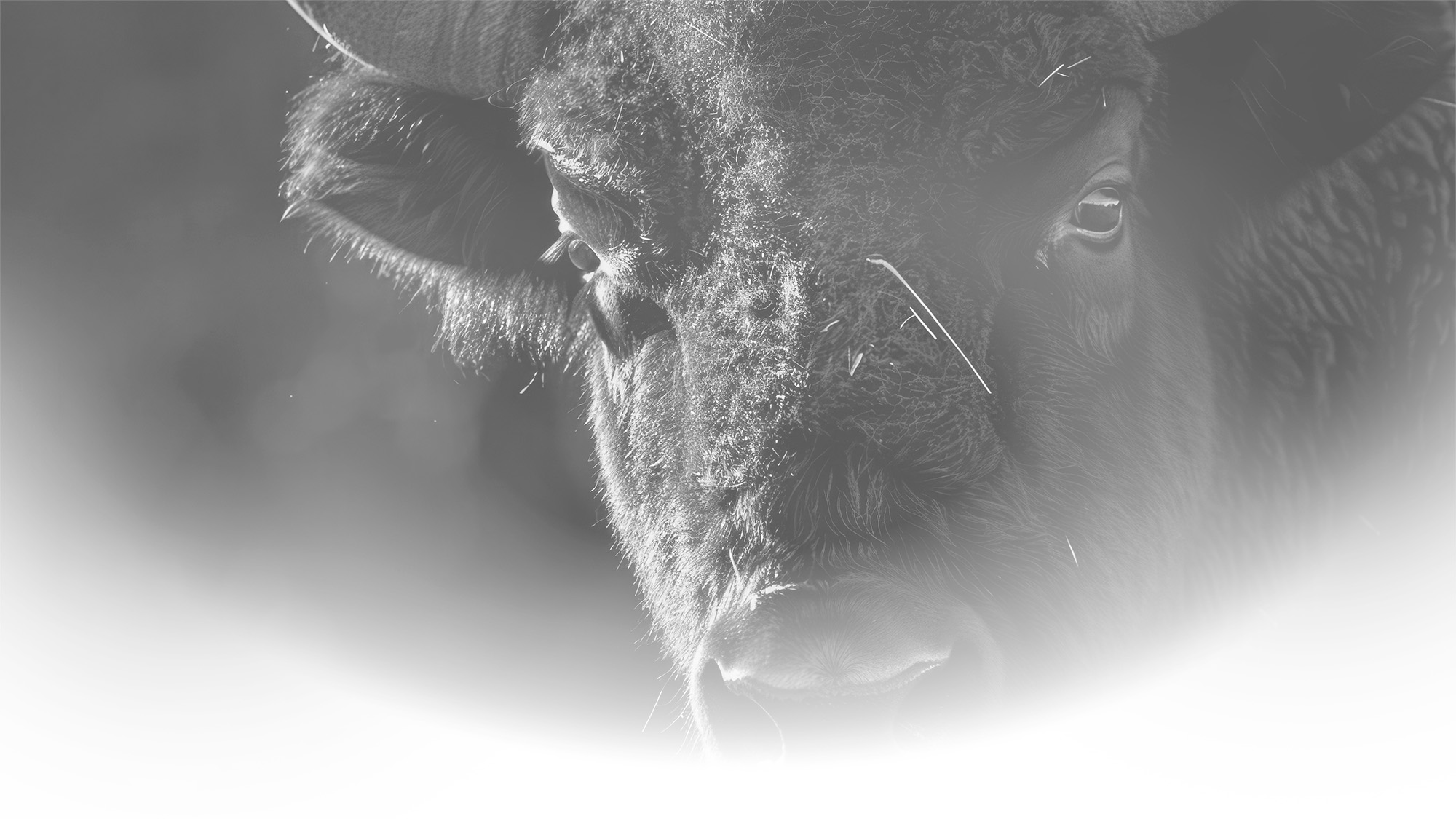 wagyu